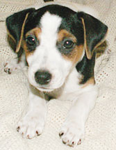 girl Jack Russell puppy