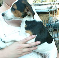girl Jack Russell puppy