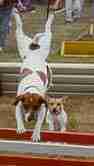 jack terriers jumping over race course poles