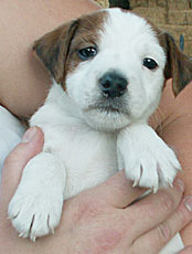 Jack Russell boy puppy