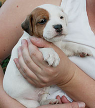 boy Jack Russell pup