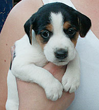 Jack Russell female puppy