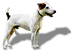 JRT tail wagging